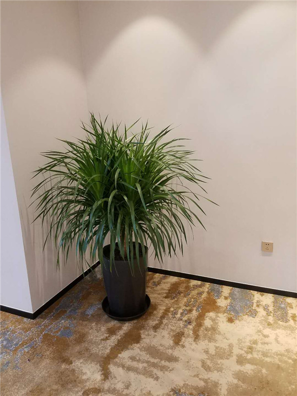 學(xué)校某角落花卉綠植租擺